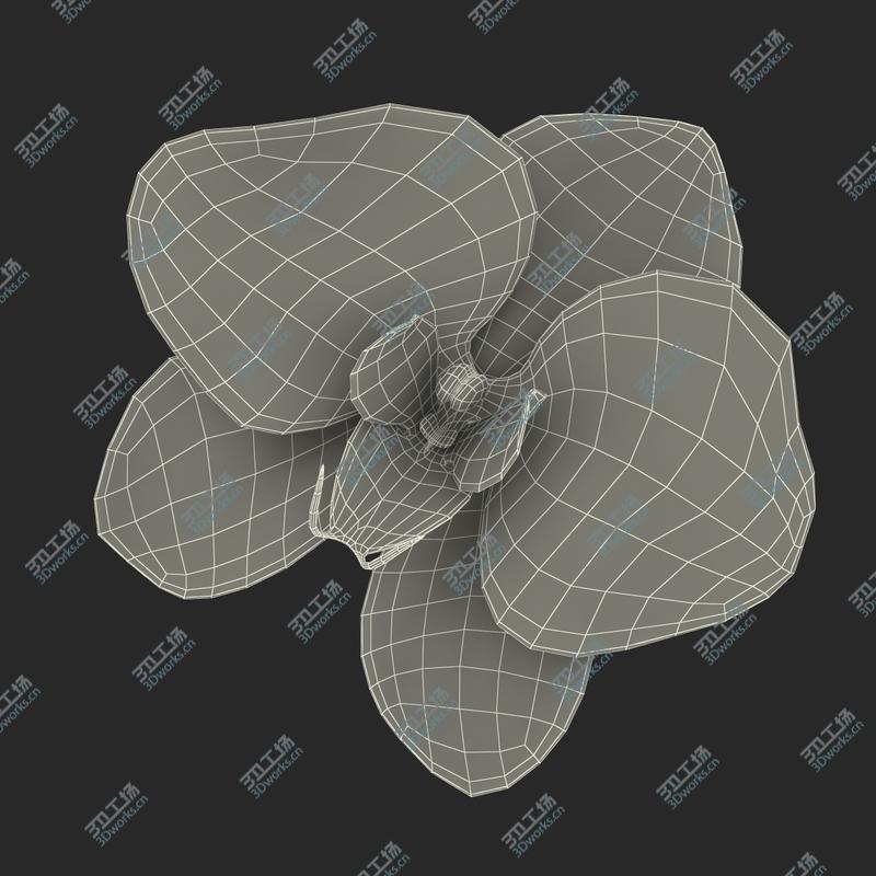 images/goods_img/202104091/Orchid Flower/4.jpg